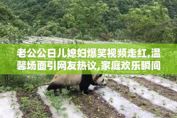 老公公日儿媳妇爆笑视频走红,温馨场面引网友热议,家庭欢乐瞬间