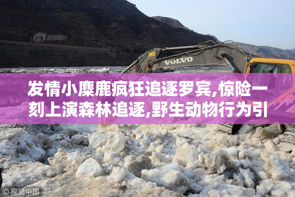 发情小麋鹿疯狂追逐罗宾,惊险一刻上演森林追逐,野生动物行为引人