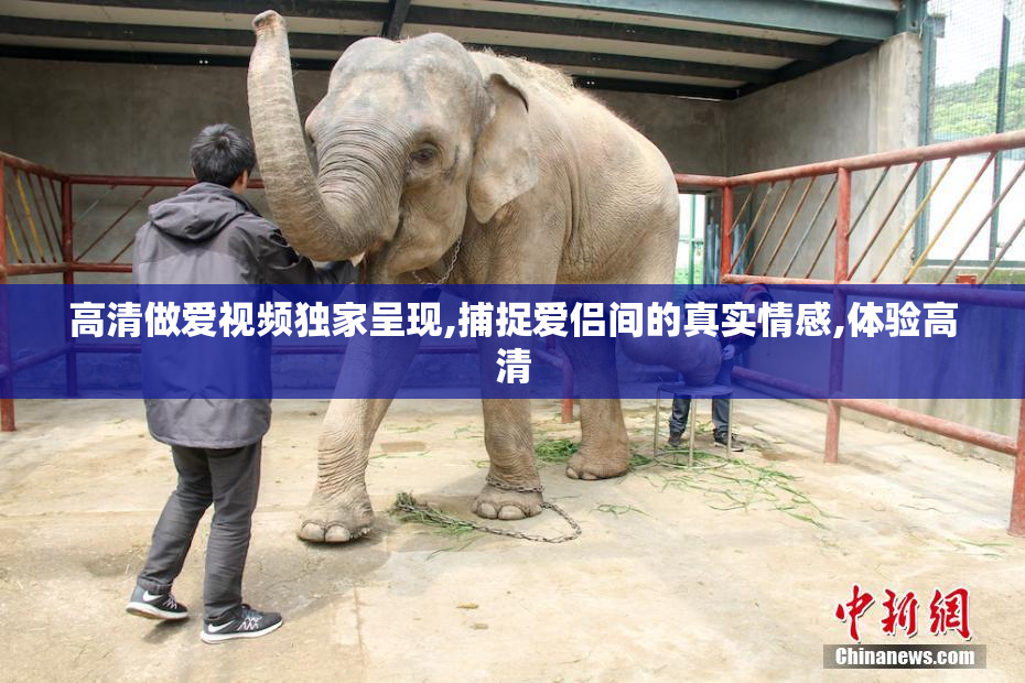 高清做爱视频独家呈现,捕捉爱侣间的真实情感,体验高清