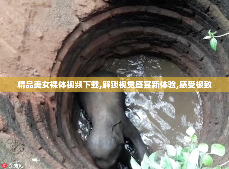 精品美女裸体视频下载,解锁视觉盛宴新体验,感受极致