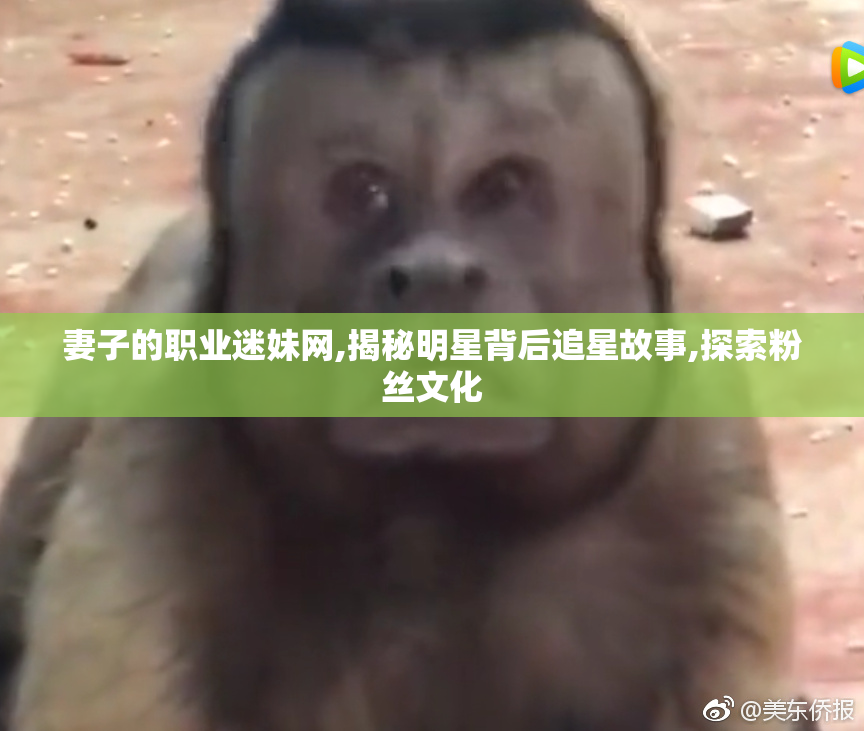 妻子的职业迷妹网,揭秘明星背后追星故事,探索粉丝文化