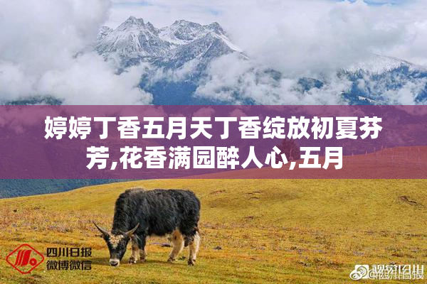 婷婷丁香五月天丁香绽放初夏芬芳,花香满园醉人心,五月