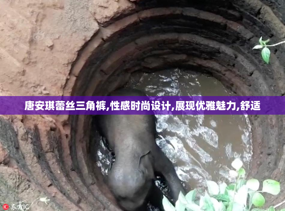 唐安琪蕾丝三角裤,性感时尚设计,展现优雅魅力,舒适