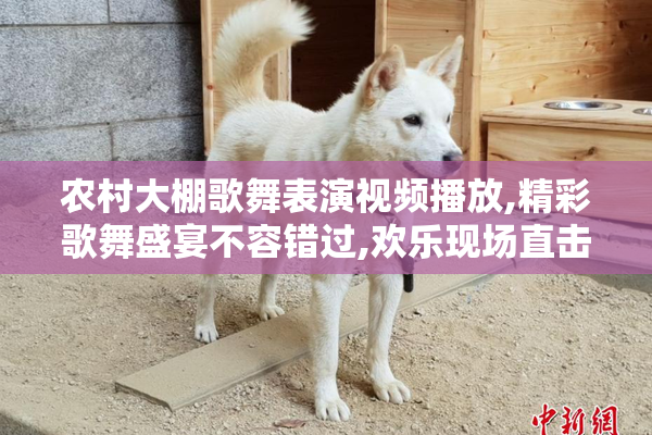 农村大棚歌舞表演视频播放,精彩歌舞盛宴不容错过,欢乐现场直击,快