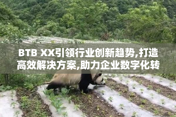 BTB XX引领行业创新趋势,打造高效解决方案,助力企业数字化转型