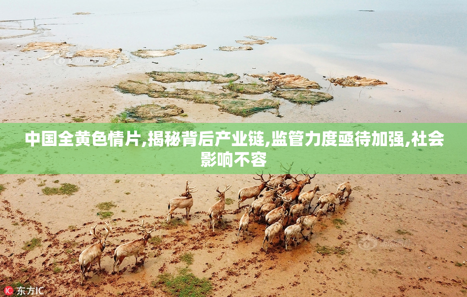 中国全黄色情片,揭秘背后产业链,监管力度亟待加强,社会影响不容