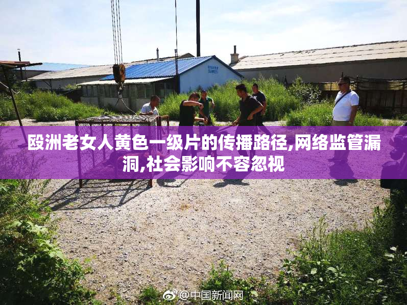 殴洲老女人黄色一级片的传播路径,网络监管漏洞,社会影响不容忽视