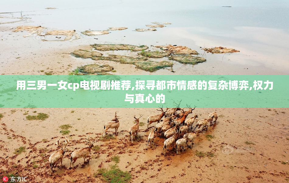 用三男一女cp电视剧推荐,探寻都市情感的复杂博弈,权力与真心的