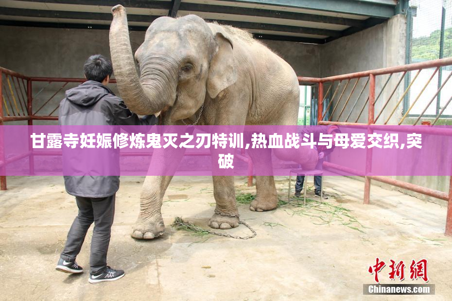 甘露寺妊娠修炼鬼灭之刃特训,热血战斗与母爱交织,突破