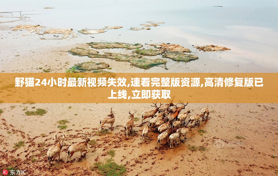 野猫24小时最新视频失效,速看完整版资源,高清修复版已上线,立即获取