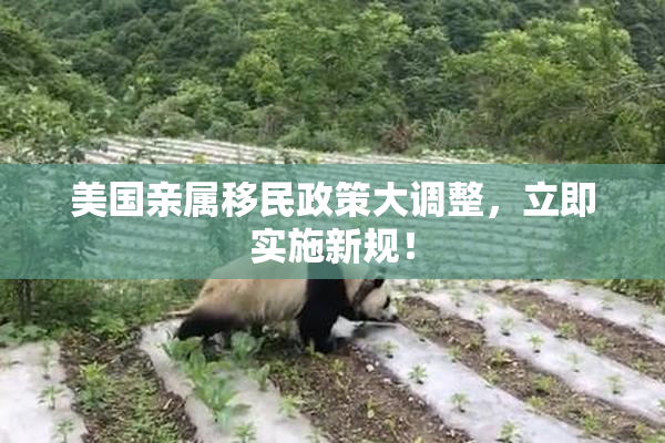 美国亲属移民政策大调整，立即实施新规！