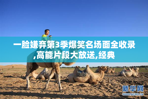 一脸嫌弃第3季爆笑名场面全收录,高能片段大放送,经典