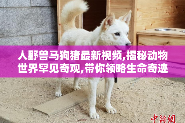 人野兽马狗猪最新视频,揭秘动物世界罕见奇观,带你领略生命奇迹