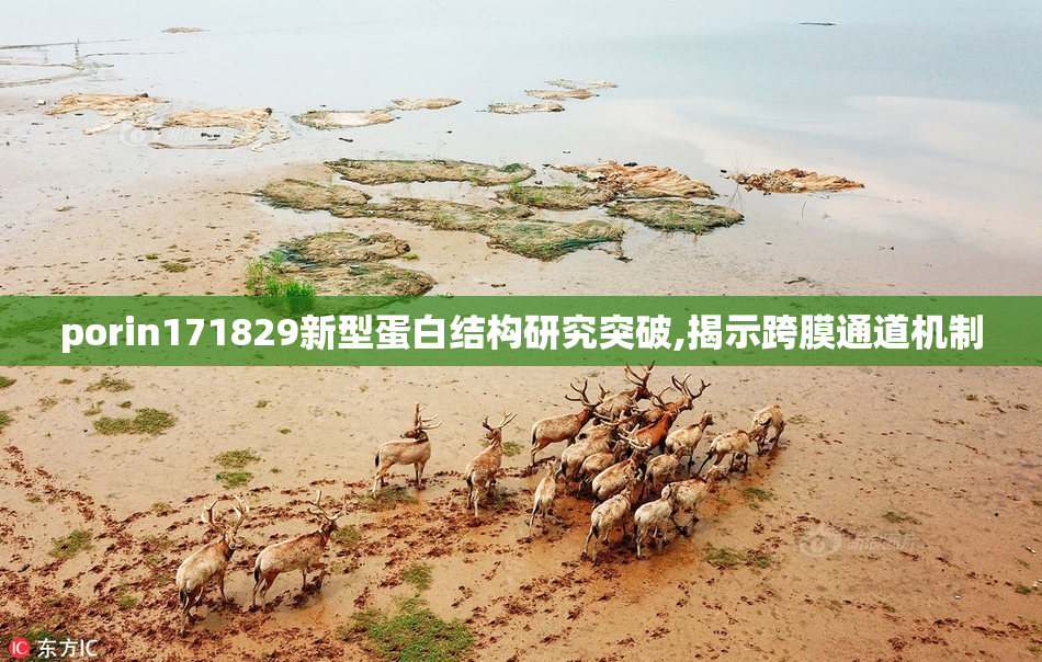 porin171829新型蛋白结构研究突破,揭示跨膜通道机制