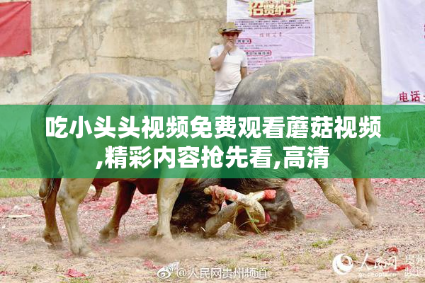 吃小头头视频免费观看蘑菇视频,精彩内容抢先看,高清