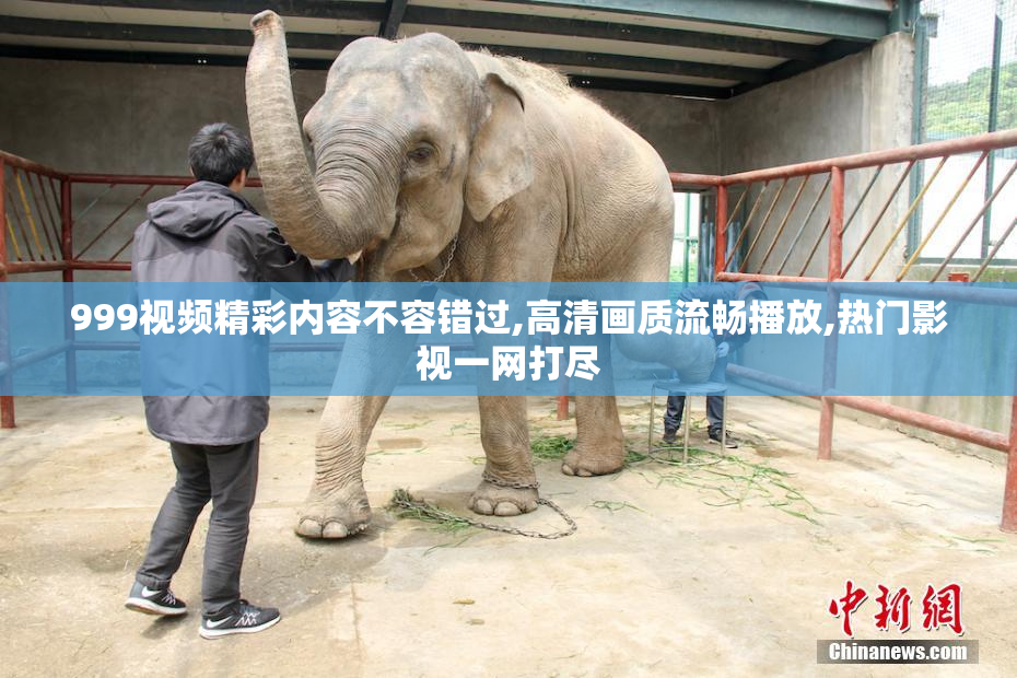999视频精彩内容不容错过,高清画质流畅播放,热门影视一网打尽