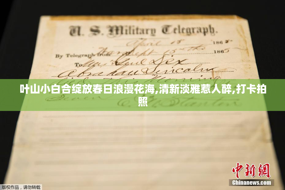 叶山小白合绽放春日浪漫花海,清新淡雅惹人醉,打卡拍照