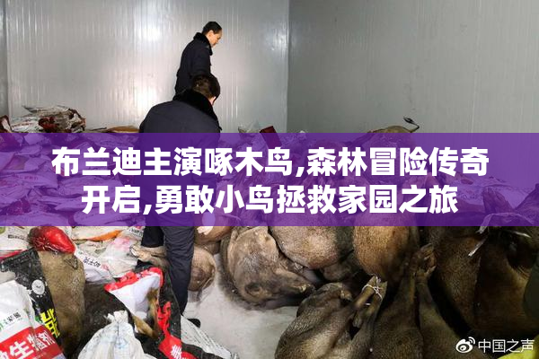布兰迪主演啄木鸟,森林冒险传奇开启,勇敢小鸟拯救家园之旅