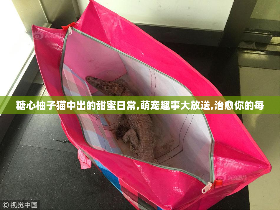 糖心柚子猫中出的甜蜜日常,萌宠趣事大放送,治愈你的每
