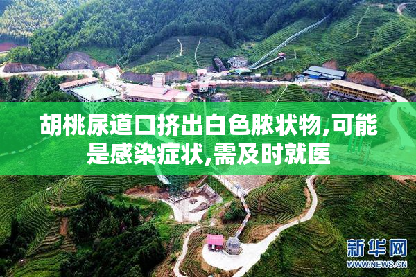 胡桃尿道口挤出白色脓状物,可能是感染症状,需及时就医