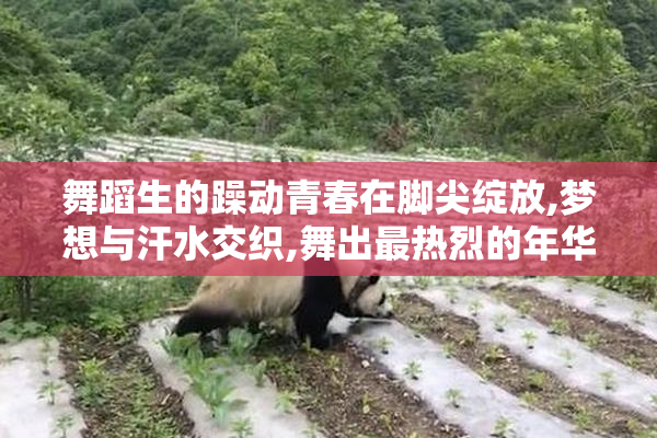 舞蹈生的躁动青春在脚尖绽放,梦想与汗水交织,舞出最热烈的年华