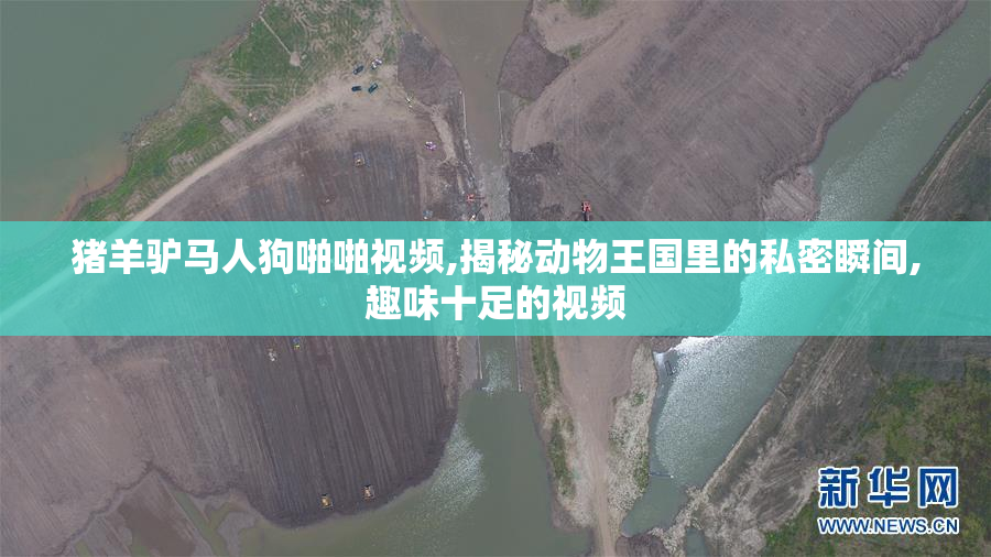 猪羊驴马人狗啪啪视频,揭秘动物王国里的私密瞬间,趣味十足的视频