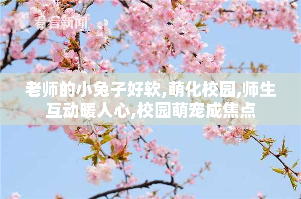 老师的小兔子好软,萌化校园,师生互动暖人心,校园萌宠成焦点