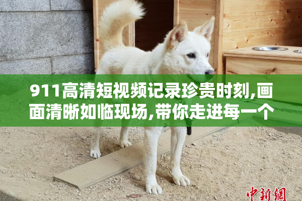 911高清短视频记录珍贵时刻,画面清晰如临现场,带你走进每一个感人