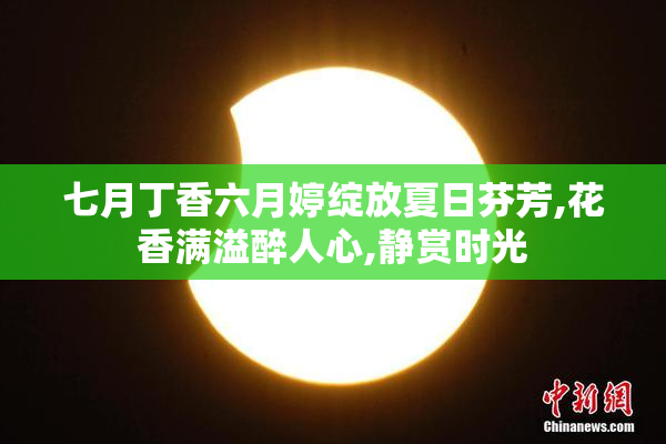 七月丁香六月婷绽放夏日芬芳,花香满溢醉人心,静赏时光