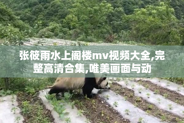 张筱雨水上阁楼mv视频大全,完整高清合集,唯美画面与动