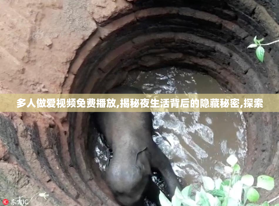 多人做爱视频免费播放,揭秘夜生活背后的隐藏秘密,探索