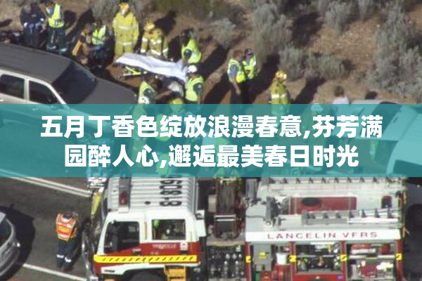 五月丁香色绽放浪漫春意,芬芳满园醉人心,邂逅最美春日时光