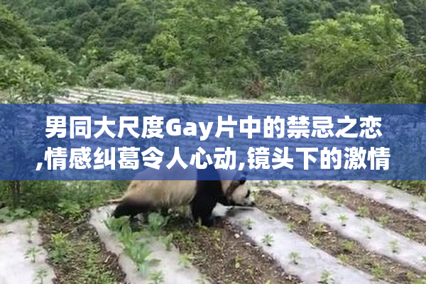 男同大尺度Gay片中的禁忌之恋,情感纠葛令人心动,镜头下的激情瞬间