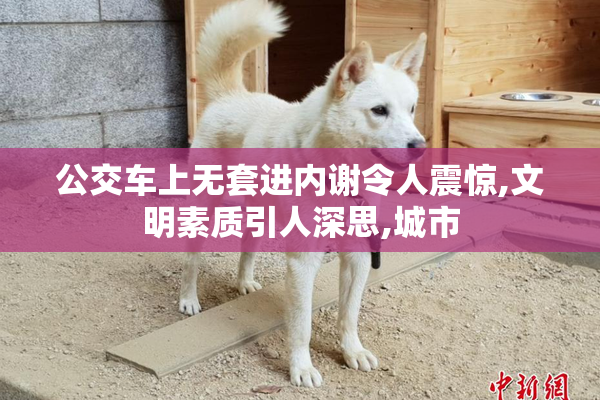 公交车上无套进内谢令人震惊,文明素质引人深思,城市