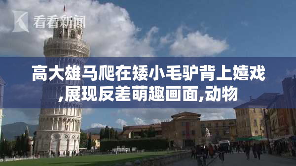 高大雄马爬在矮小毛驴背上嬉戏,展现反差萌趣画面,动物