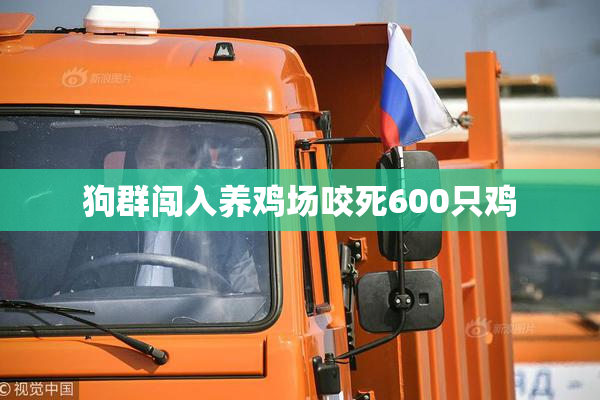 狗群闯入养鸡场咬死600只鸡