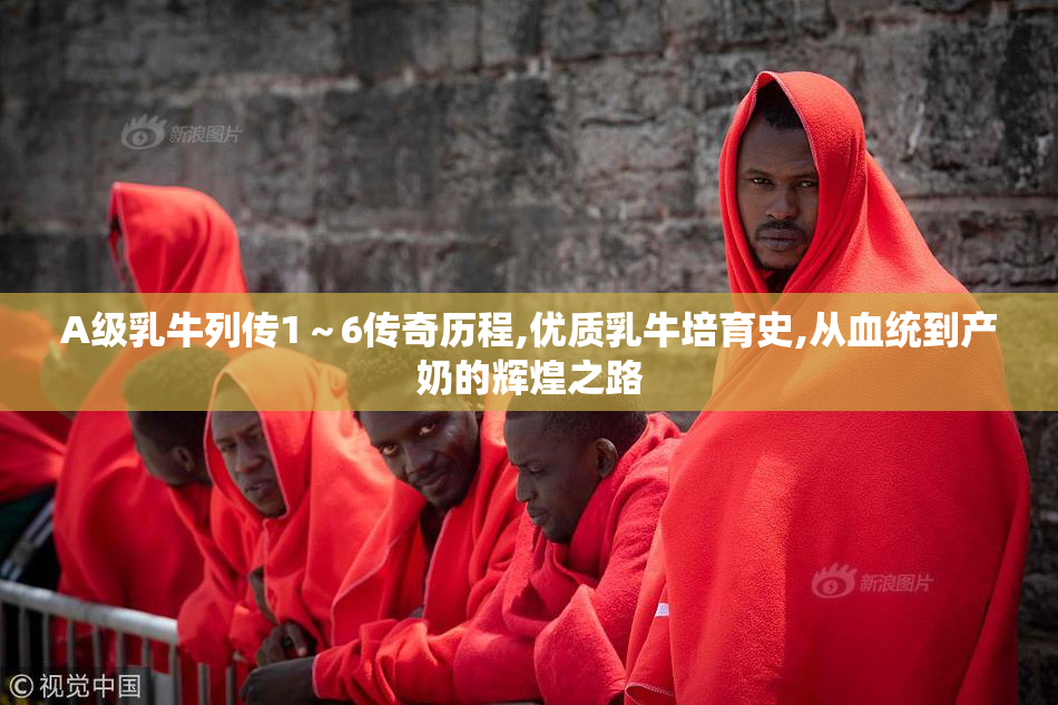 A级乳牛列传1～6传奇历程,优质乳牛培育史,从血统到产奶的辉煌之路