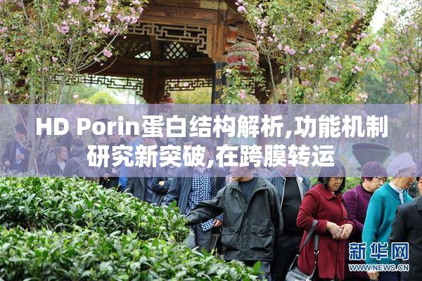 HD Porin蛋白结构解析,功能机制研究新突破,在跨膜转运
