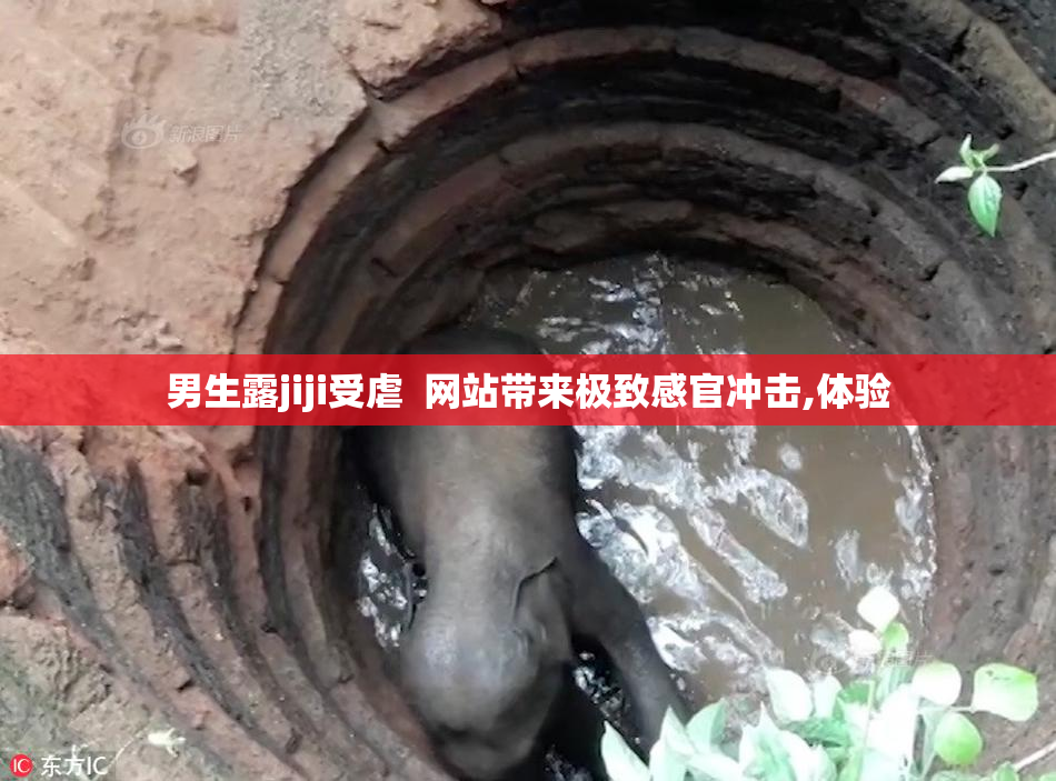 男生露jiji受虐  网站带来极致感官冲击,体验