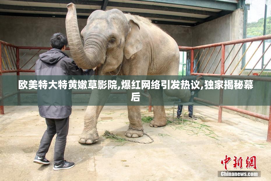 欧美特大特黄嫩草影院,爆红网络引发热议,独家揭秘幕后