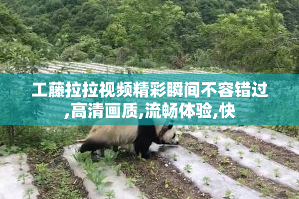 工藤拉拉视频精彩瞬间不容错过,高清画质,流畅体验,快
