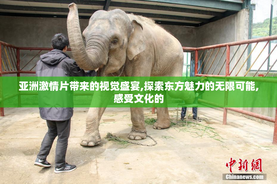 亚洲激情片带来的视觉盛宴,探索东方魅力的无限可能,感受文化的