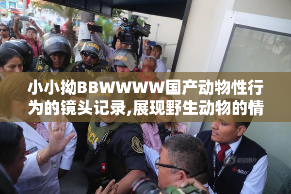 小小拗BBWWWW国产动物性行为的镜头记录,展现野生动物的情感交融