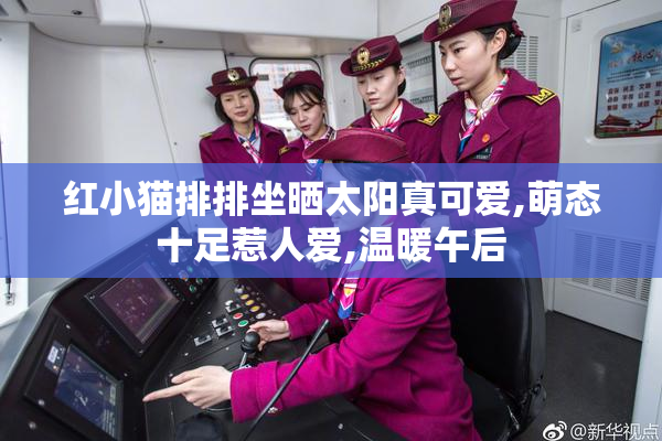 红小猫排排坐晒太阳真可爱,萌态十足惹人爱,温暖午后