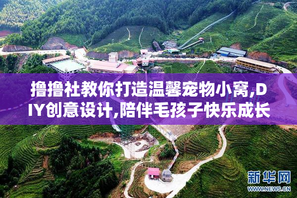 撸撸社教你打造温馨宠物小窝,DIY创意设计,陪伴毛孩子快乐成长