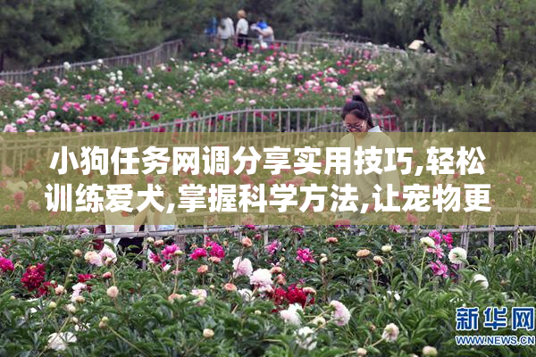 小狗任务网调分享实用技巧,轻松训练爱犬,掌握科学方法,让宠物更听话