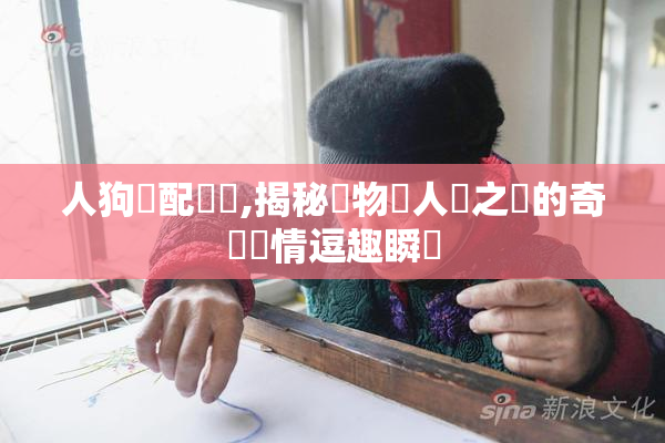 人狗亂配視頻,揭秘動物與人類之間的奇異親情逗趣瞬間