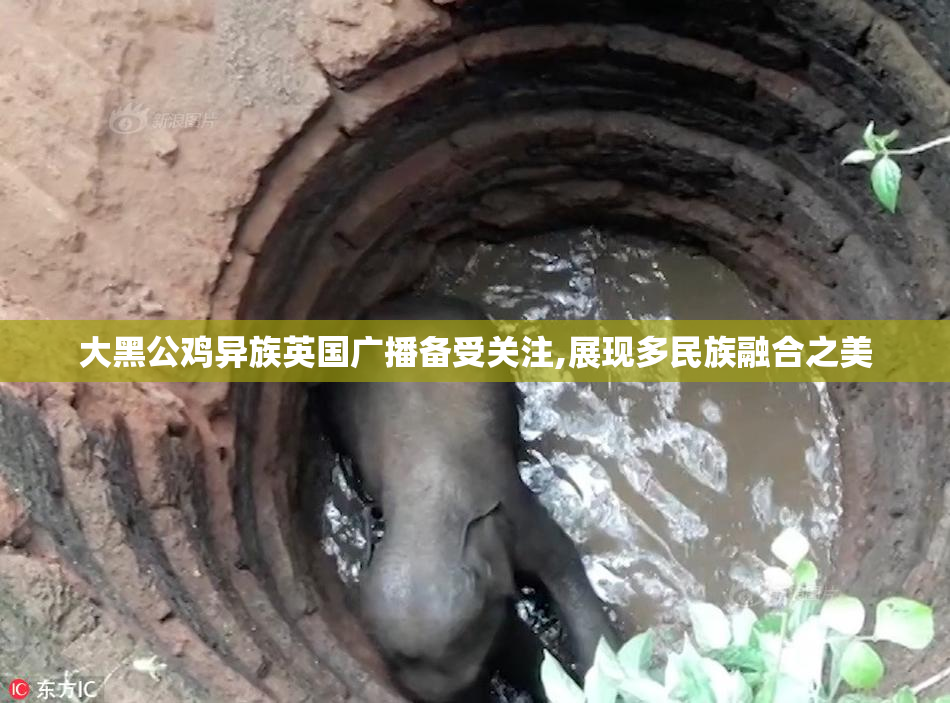 大黑公鸡异族英国广播备受关注,展现多民族融合之美