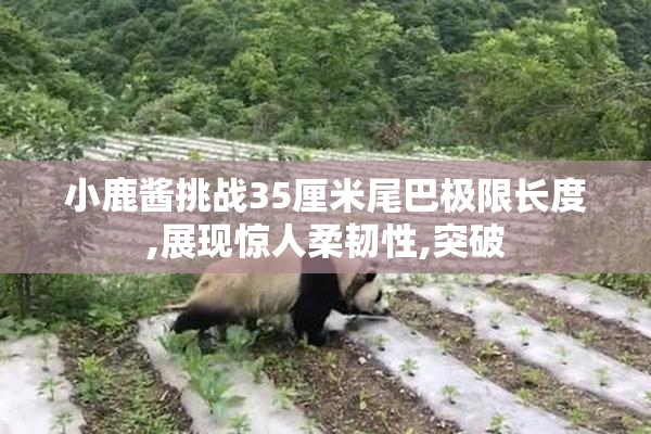 小鹿酱挑战35厘米尾巴极限长度,展现惊人柔韧性,突破