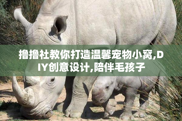 撸撸社教你打造温馨宠物小窝,DIY创意设计,陪伴毛孩子